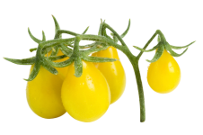 A cluster of yellow, pear-shaped tomatoes on a vine.