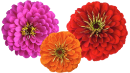 Three large zinnia blooms: one pink, one orange, and one red.