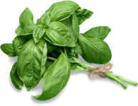 A bundle of Genovese basil tied together with string.
