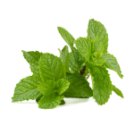 Fresh peppermint leaves