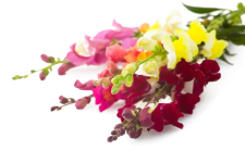 A bundle of snapdragon flowers in shades of pink, dark purple, and yellow.