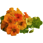 A cluster of yellow, orange, and red flowers with green foliage.